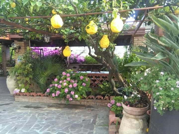 B&B La Porta Del Cilento 卡帕乔-帕埃斯图姆 外观 照片